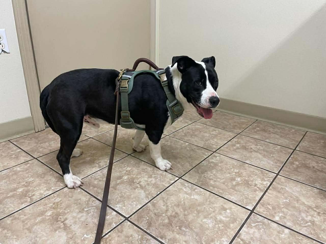 Enlarge Spanky, a Adoptable mixed breed in Gainesboro, TN image 4/4