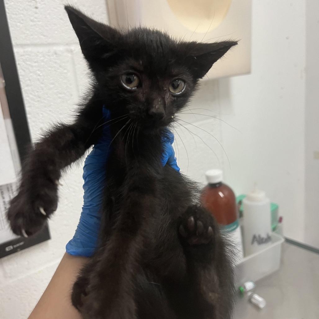 Spring Roll, Adoptable, Kitten Female Domestic Short Hair.