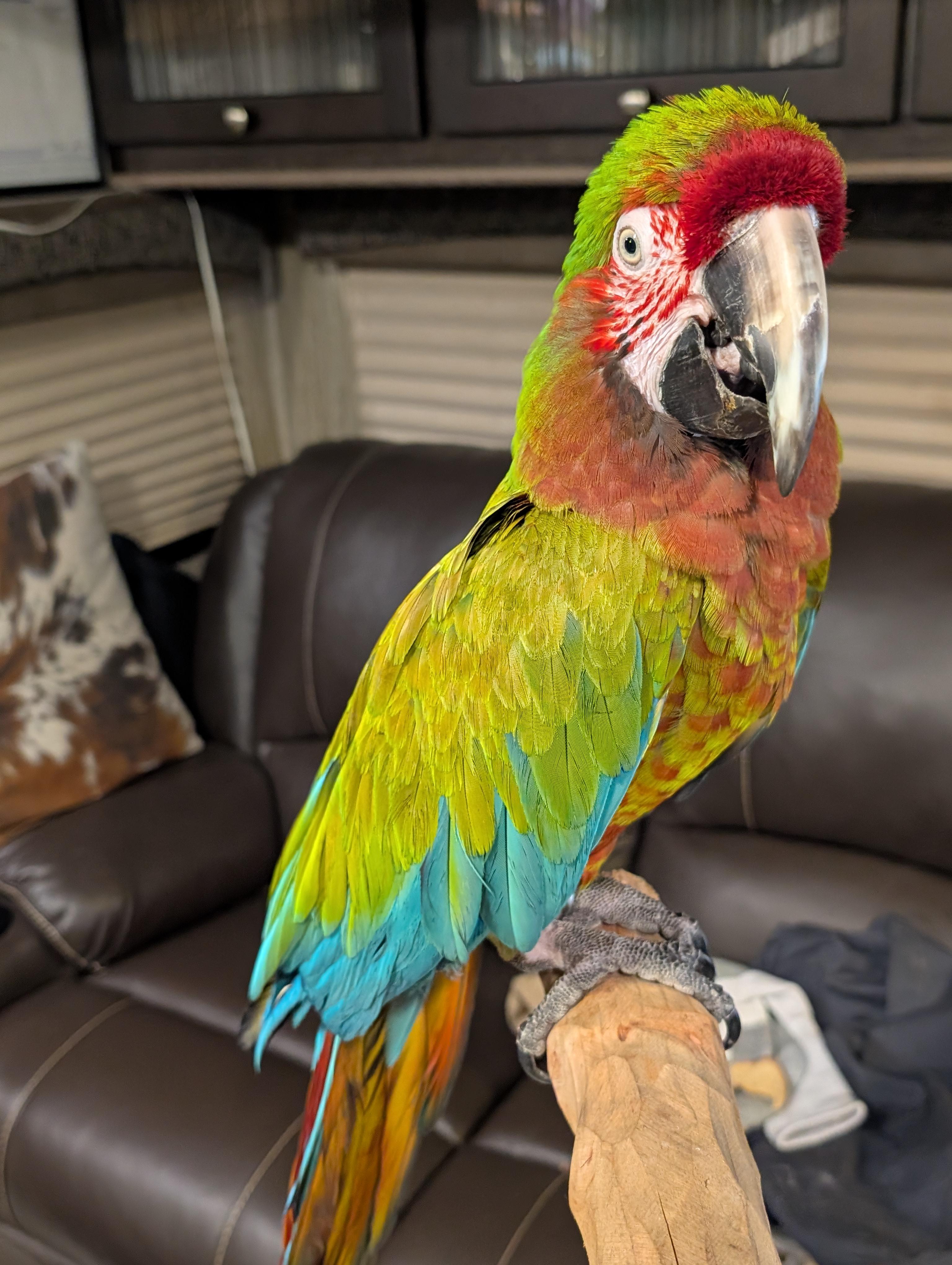 Topaz The Jubilee 19 YO M Macaw, a ADOPTABLE mixed breed in Vancouver, WA image 3/6