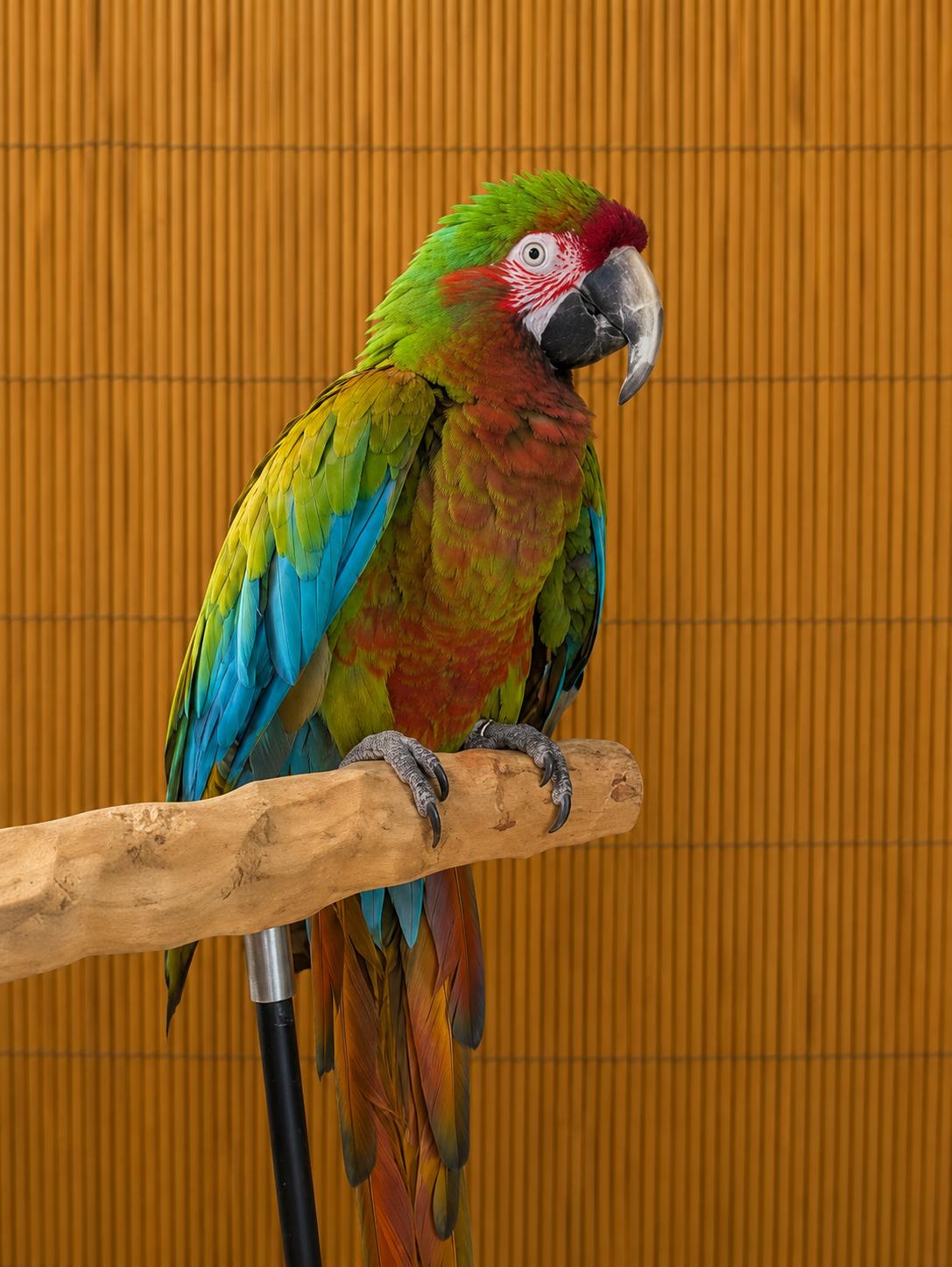 Godzilla aka- To'-To' - Topaz The Jubilee Macaw, adoptable, Adult Male Macaw & Parrot (Other).