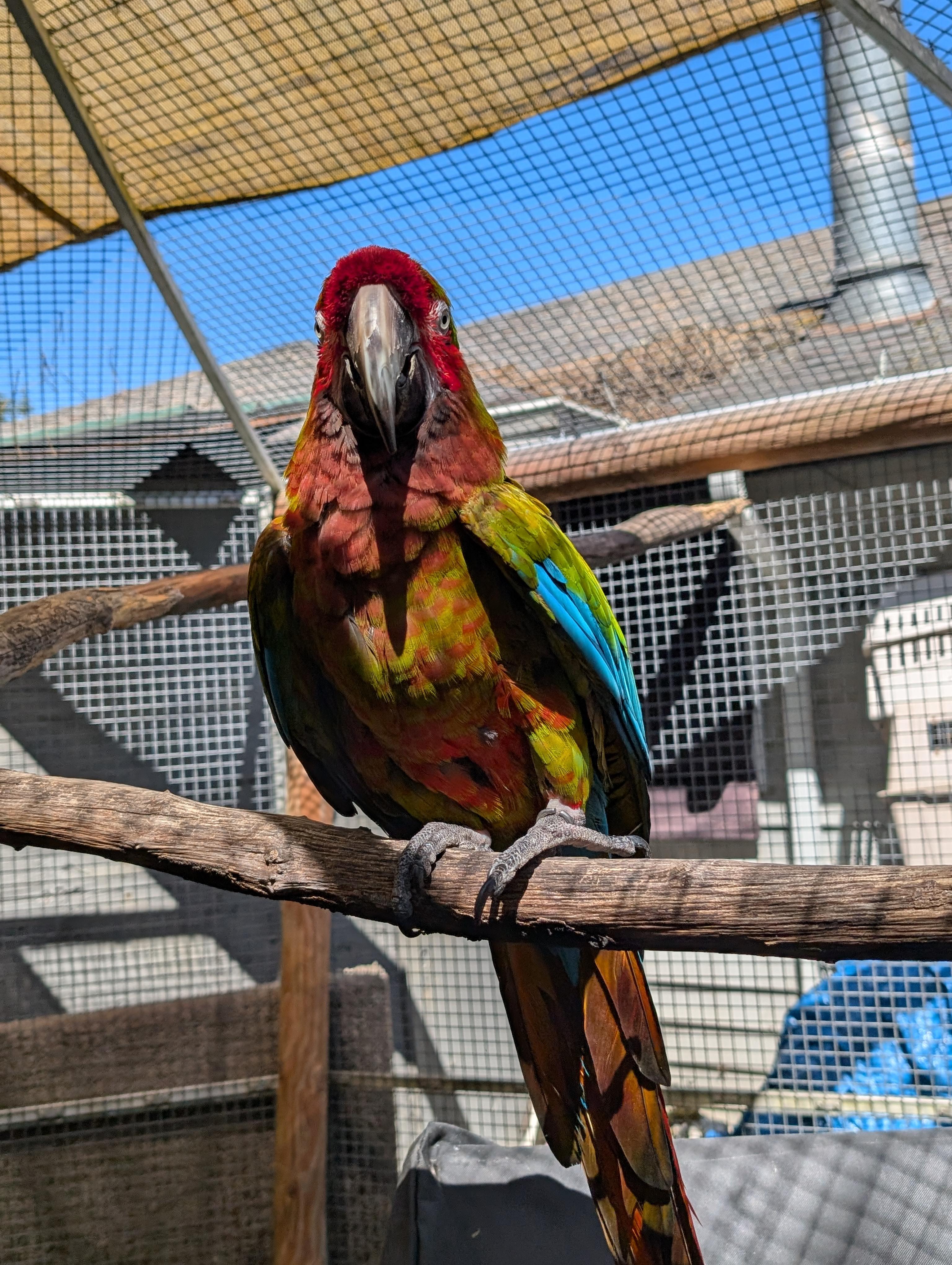 Topaz The Jubilee 19 YO M Macaw, a ADOPTABLE mixed breed in Vancouver, WA image 5/6