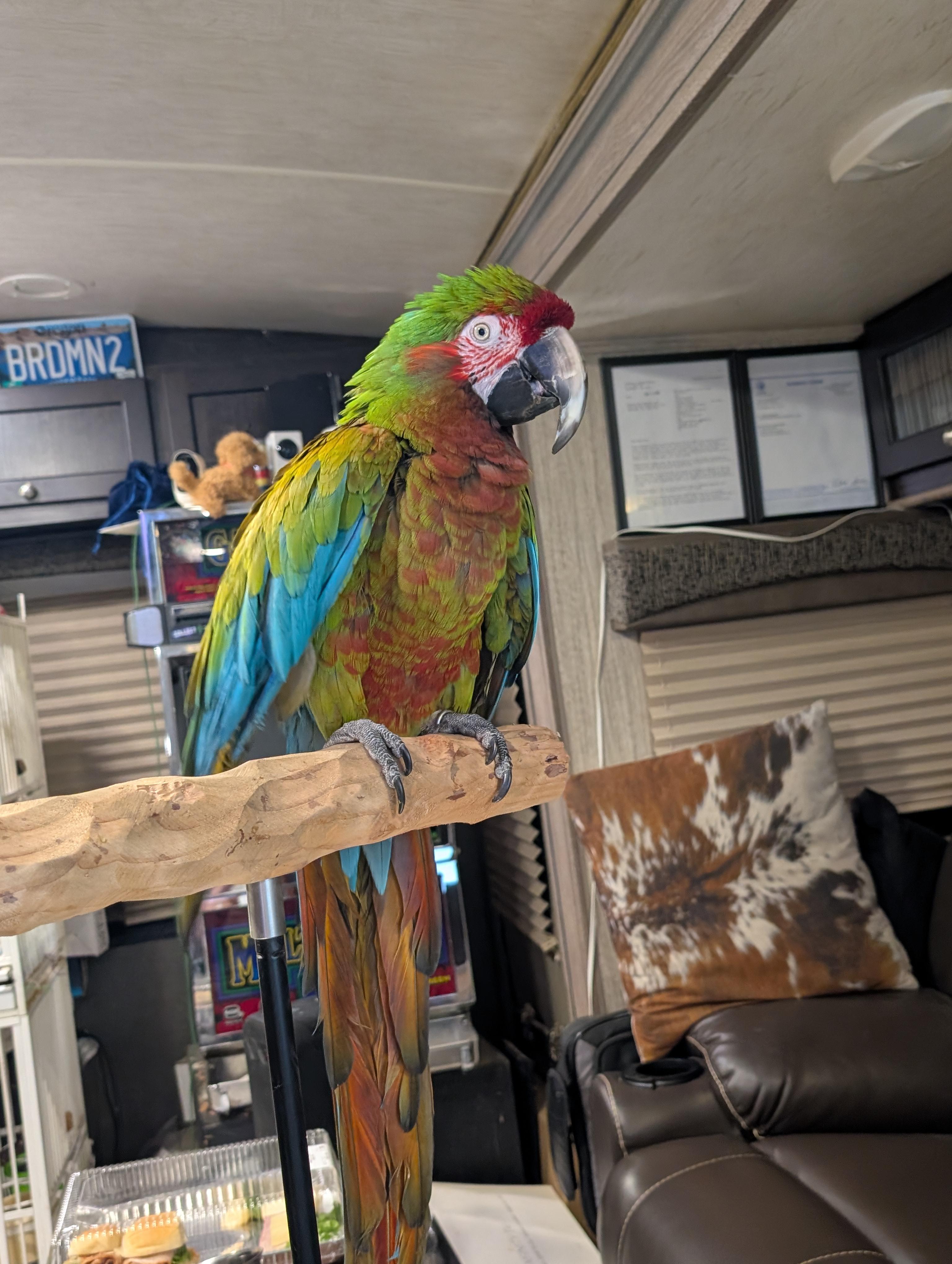 Topaz The Jubilee 19 YO M Macaw, a ADOPTABLE mixed breed in Vancouver, WA image 1/6