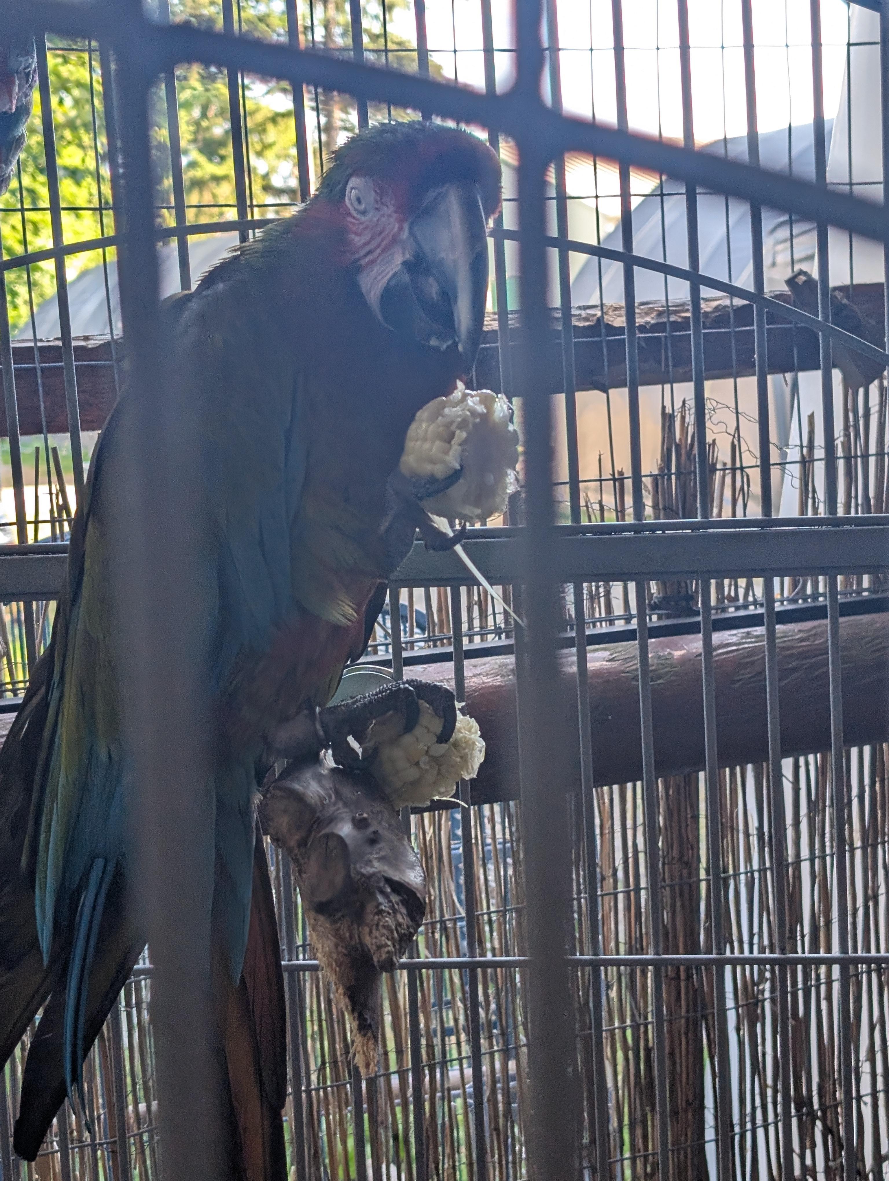 Topaz The Jubilee 19 YO M Macaw, a ADOPTABLE mixed breed in Vancouver, WA image 4/6