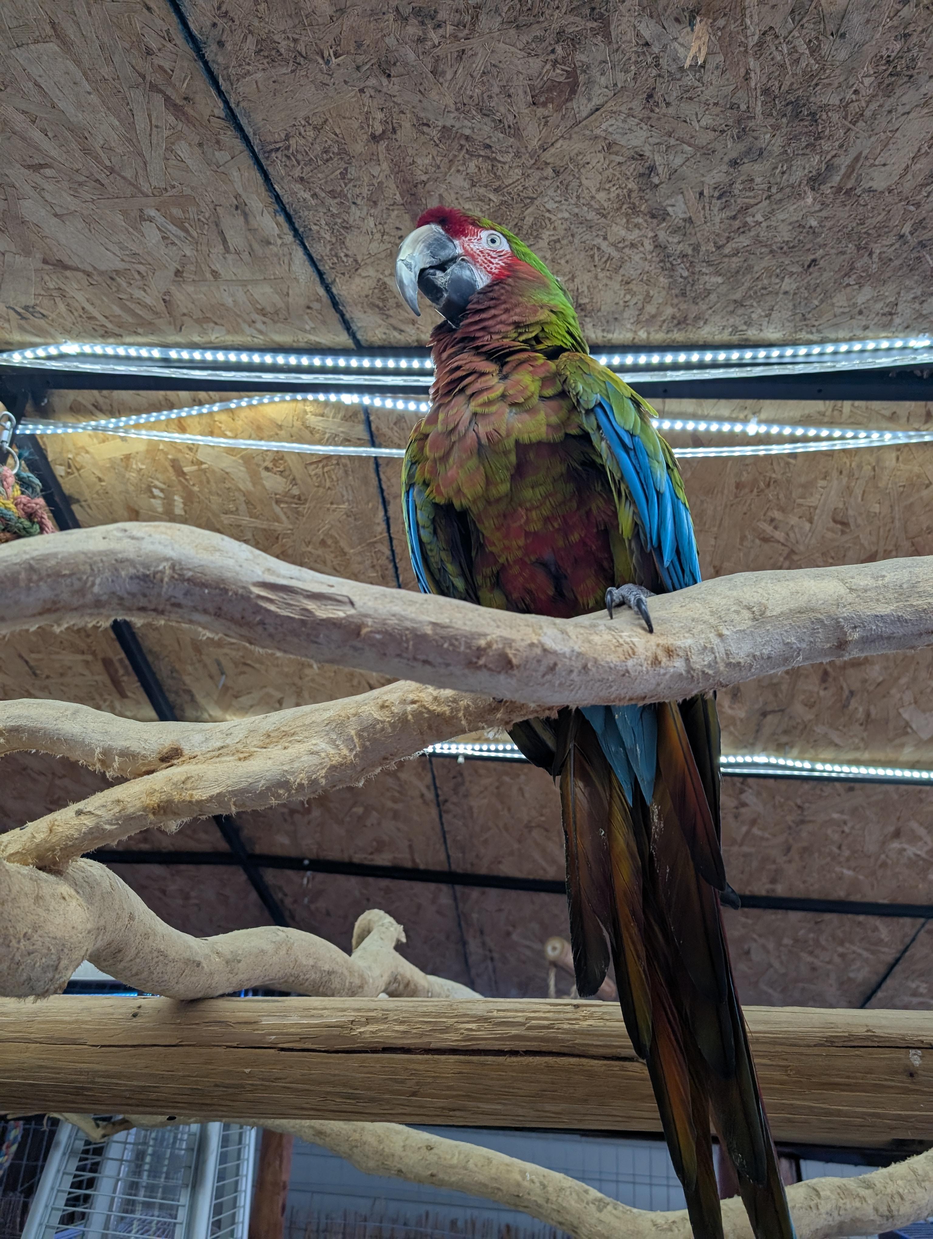 Topaz The Jubilee 19 YO M Macaw, a ADOPTABLE mixed breed in Vancouver, WA image 6/6