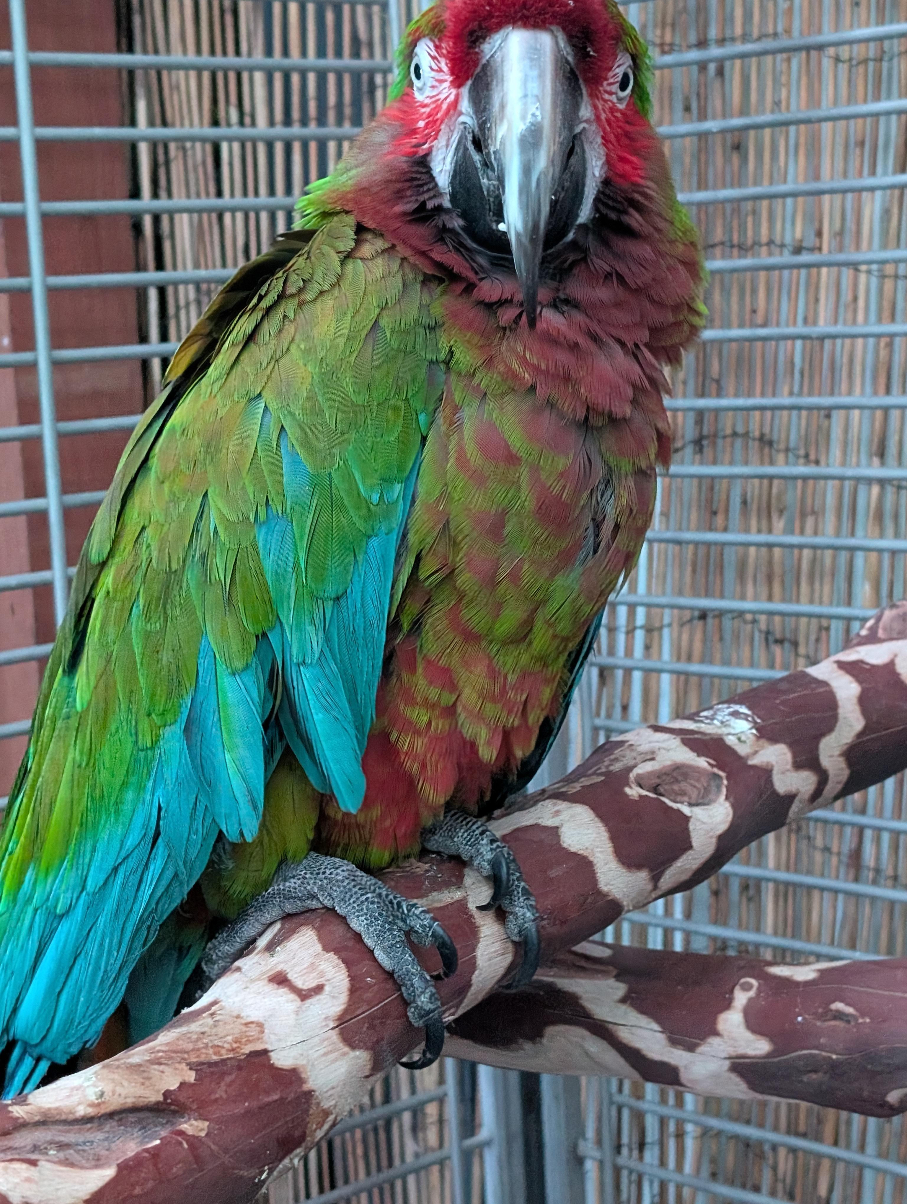 Topaz The Jubilee 19 YO M Macaw, a ADOPTABLE mixed breed in Vancouver, WA image 2/6