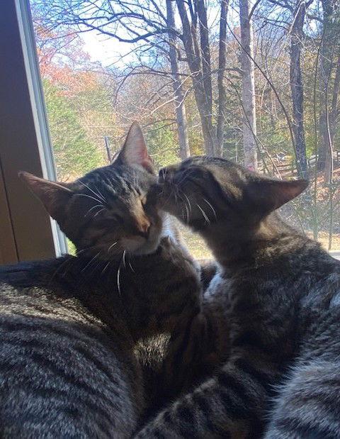 Mason, Adoptable, Kitten Male Domestic Short Hair.