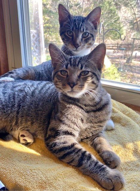 Mason, a Adoptable Domestic Short Hair in Nashville, TN image 2/3