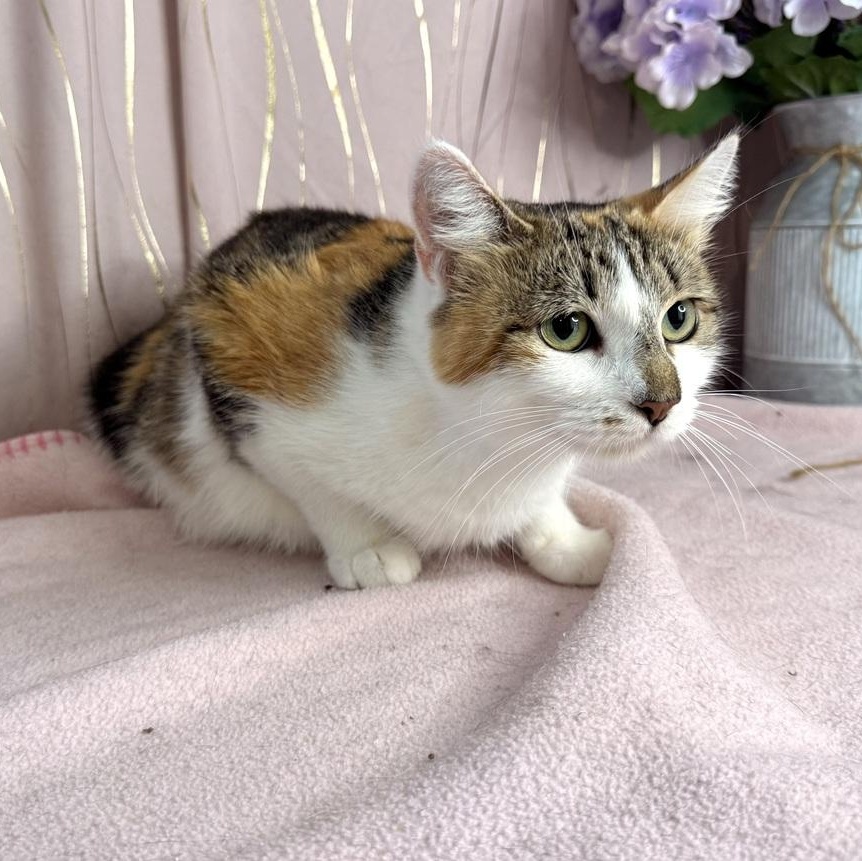 Enlarge Calista, a Adoptable Calico in Putnam, CT image 2/4