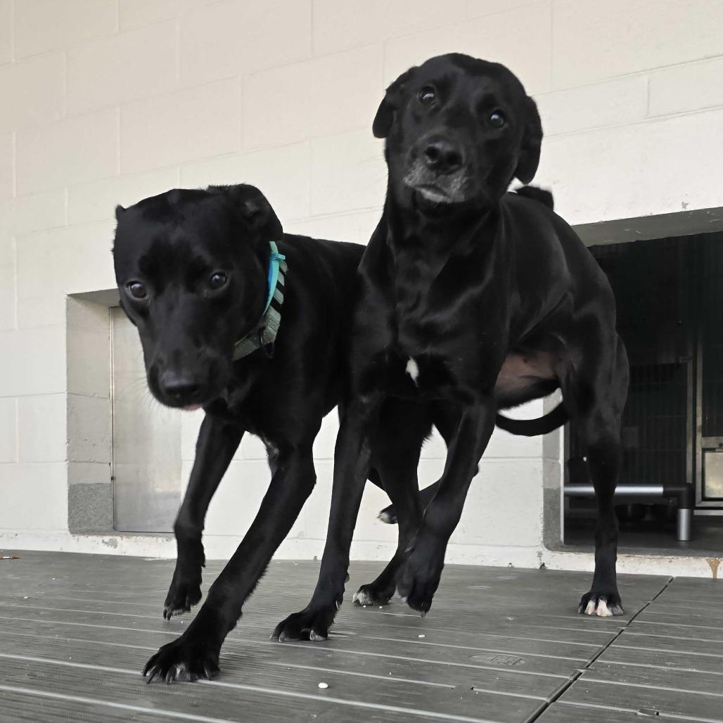 Enlarge Jemma, a Adoptable mixed breed in Englewood, FL image 1/4