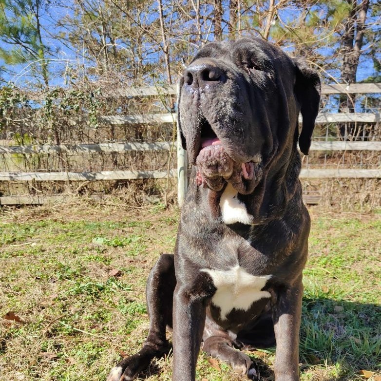 Enlarge Sparrow, a Adoptable Neapolitan Mastiff in Norwood, GA image 14/17