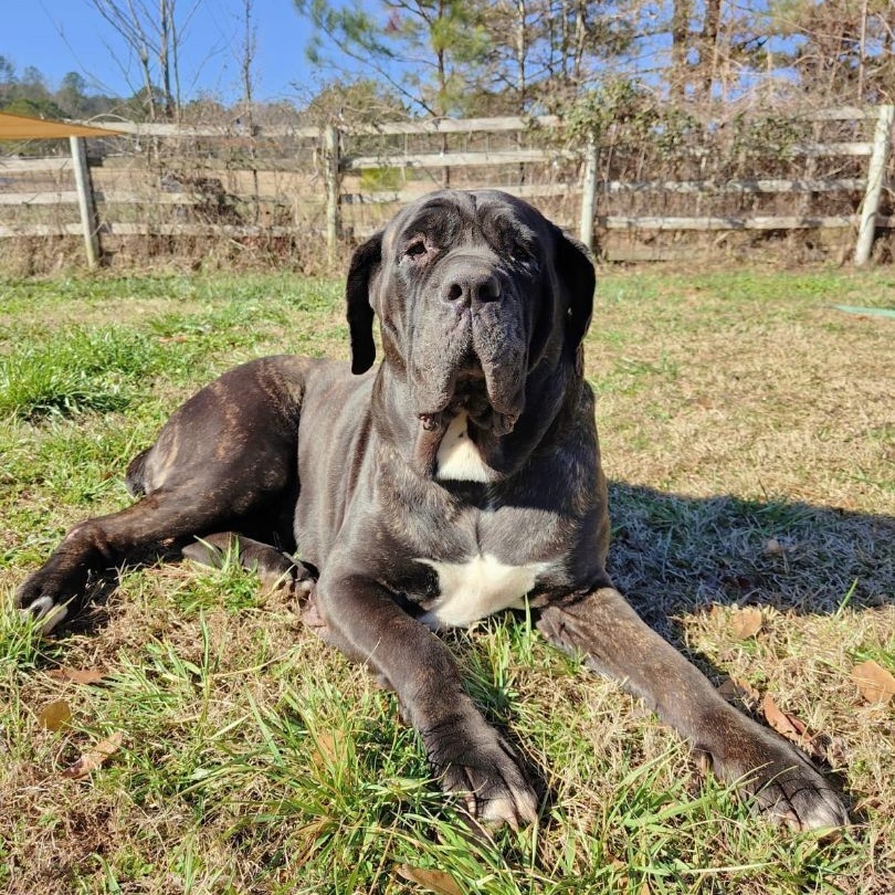 Enlarge Sparrow, a Adoptable Neapolitan Mastiff in Norwood, GA image 15/17