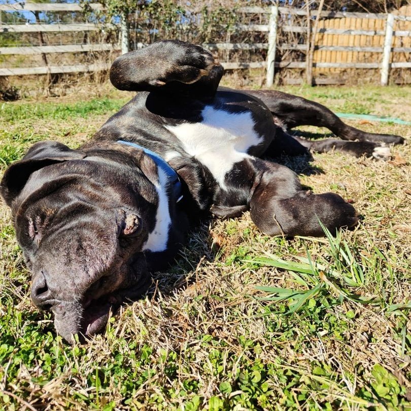 Enlarge Sparrow, a Adoptable Neapolitan Mastiff in Norwood, GA image 16/17