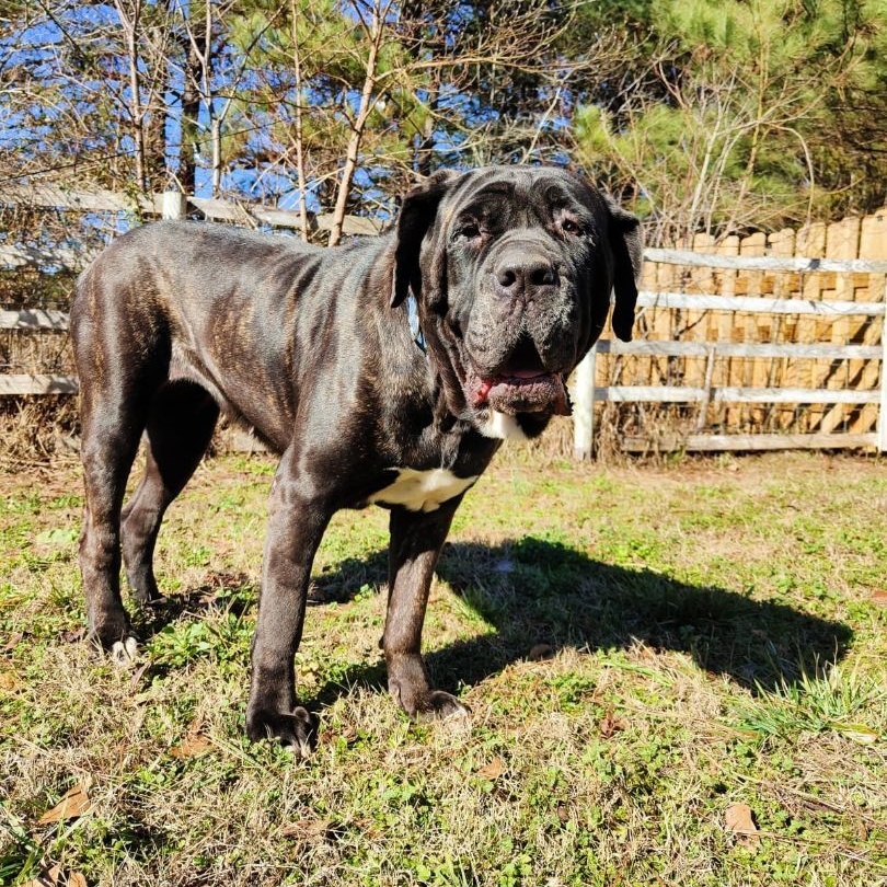 Enlarge Sparrow, a Adoptable Neapolitan Mastiff in Norwood, GA image 17/17