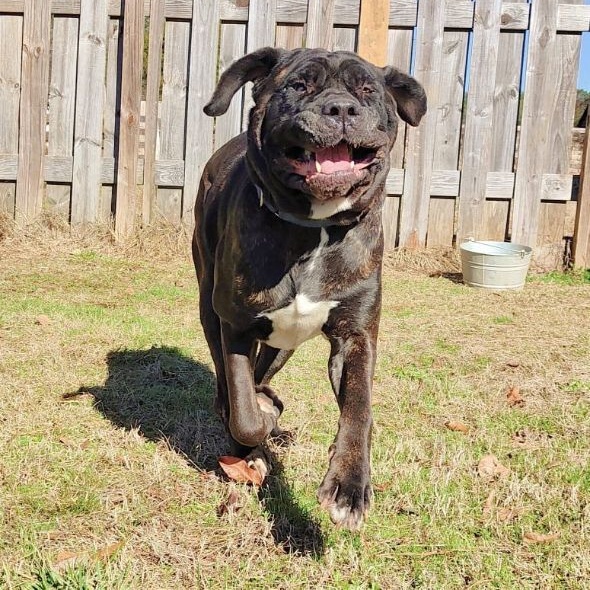 Sparrow, a Adoptable Neapolitan Mastiff in Norwood, GA image 1/17