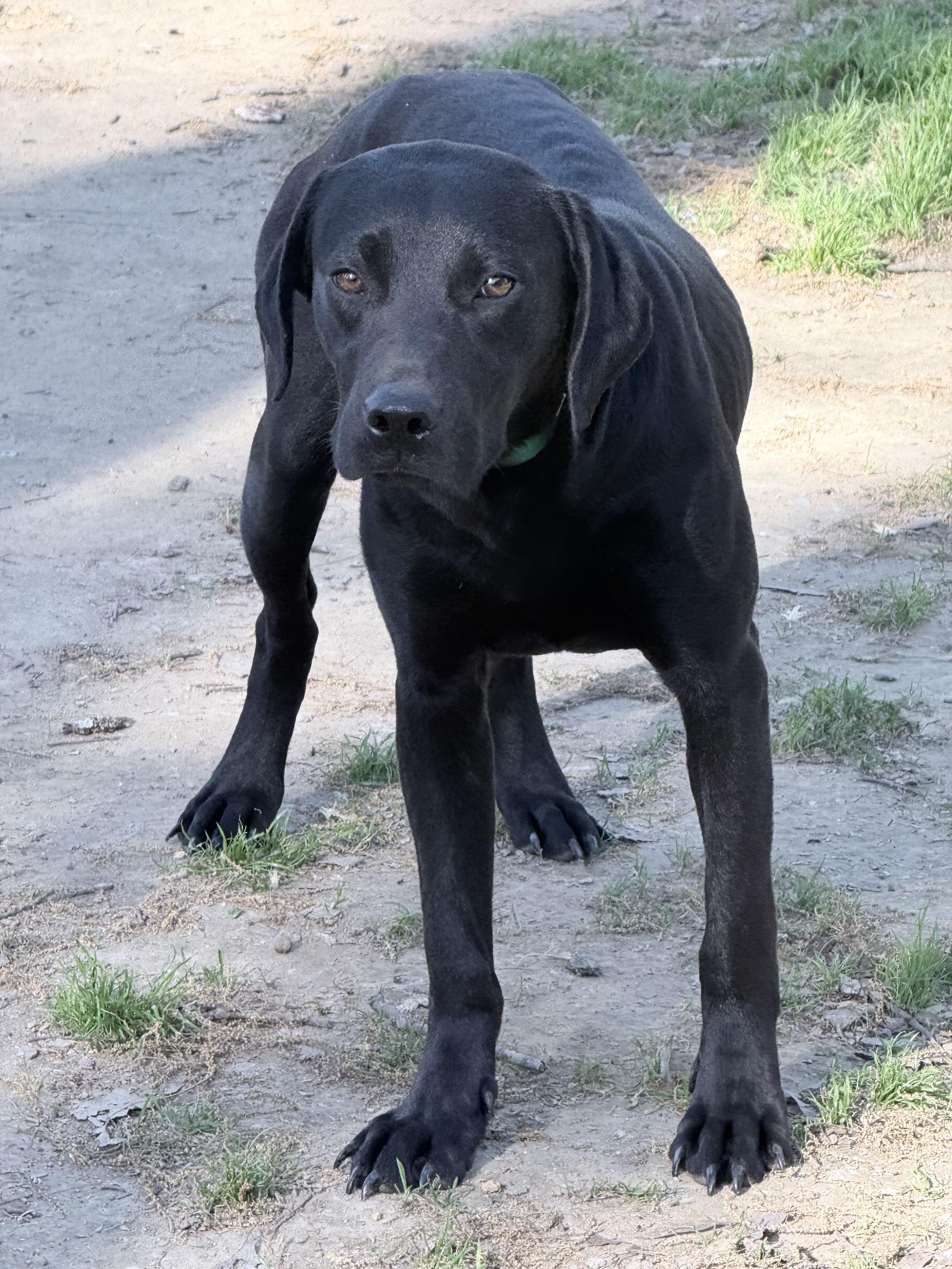 Enlarge Julie, a Adoptable mixed breed in Fishkill, NY image 3/4