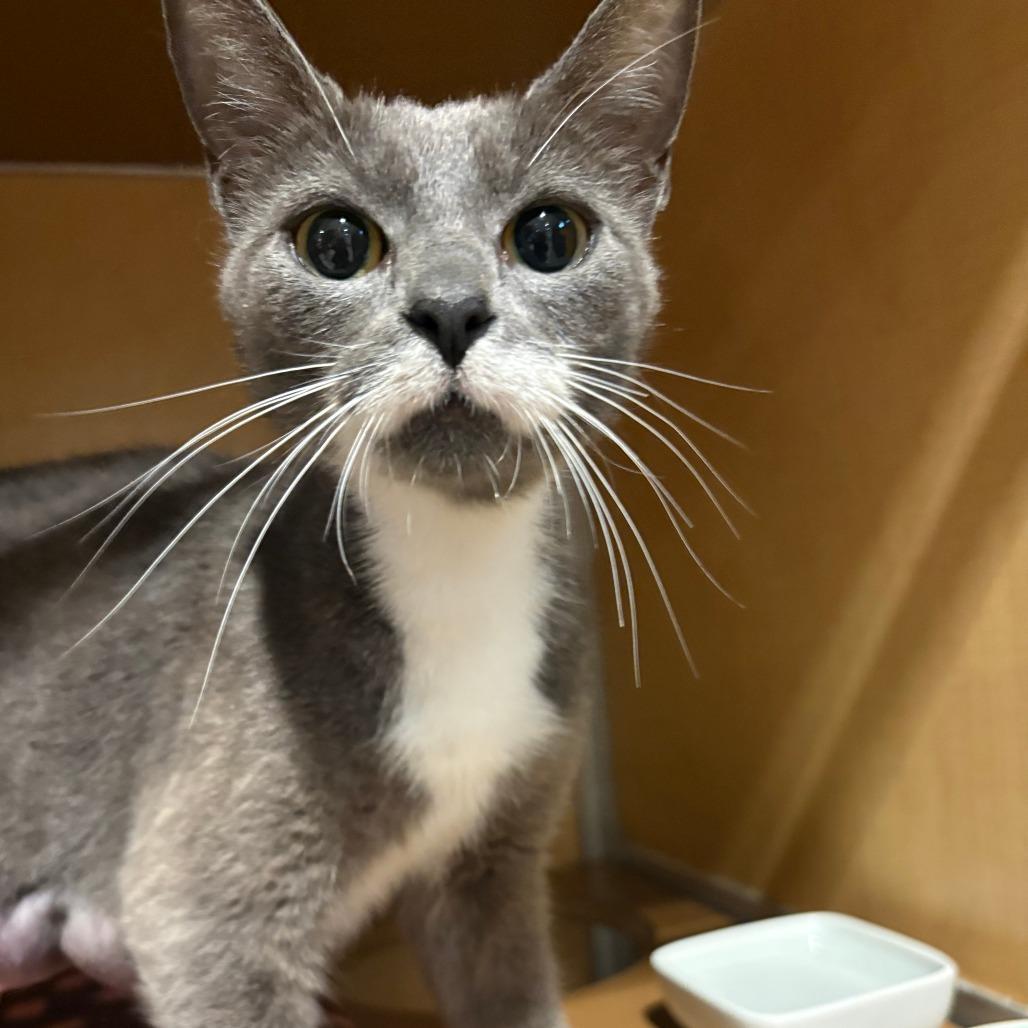 New York Cheesecake, Adoptable, Young Female Domestic Short Hair.
