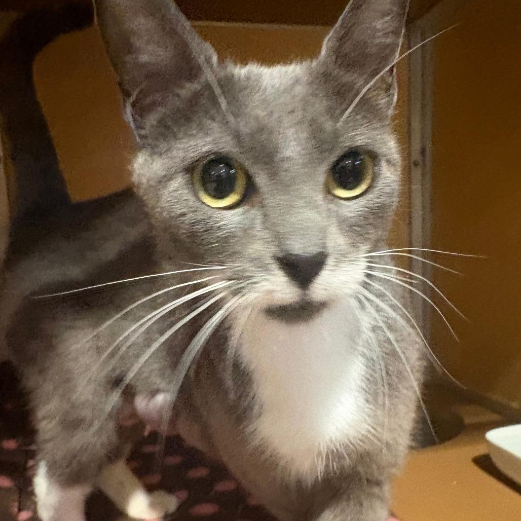 Enlarge New York Cheesecake, a Adoptable Domestic Short Hair in Chesapeake, VA image 2/2