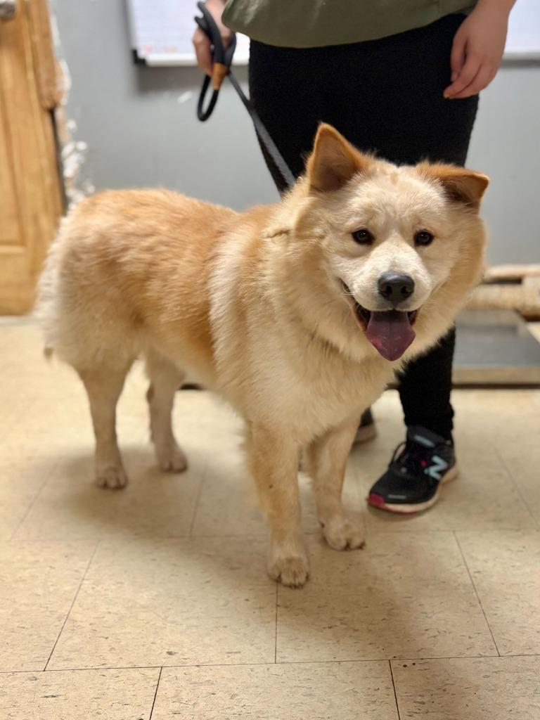 Enlarge Buckaroo, a Adoptable mixed breed in Chillicothe, OH image 1/1