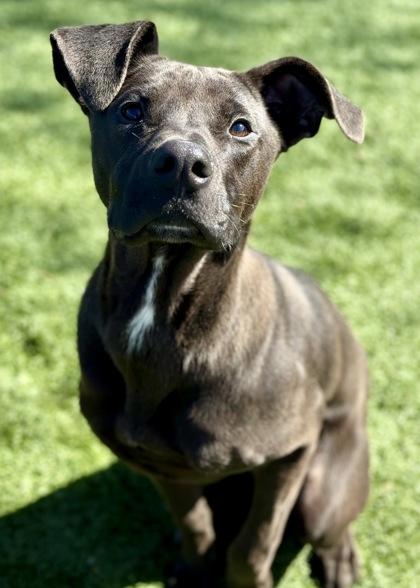 Enlarge Cashew, a ADOPTABLE mixed breed in Red Bluff, CA image 2/2