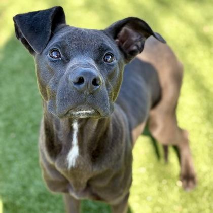 Enlarge Cashew, a ADOPTABLE mixed breed in Red Bluff, CA image 1/2
