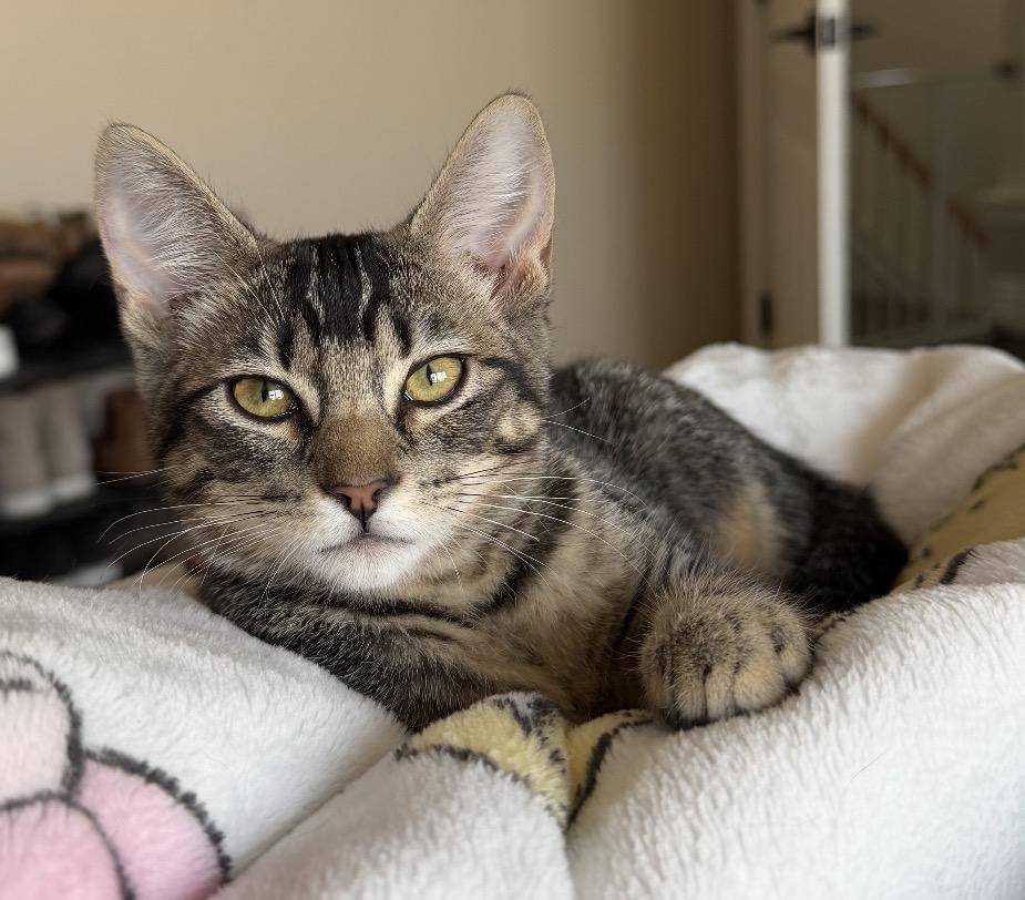 Mocha, ADOPTABLE, Kitten Female Tabby.