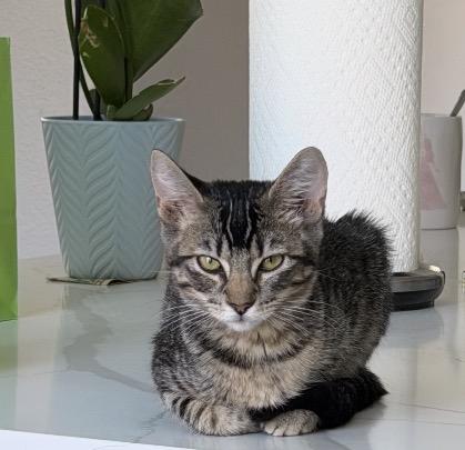 Mocha, a ADOPTABLE Tabby in Oakley, CA image 3/6