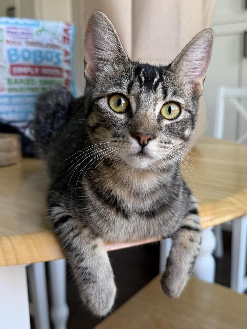 Enlarge Mocha, a Adoptable Tabby in Oakley, CA image 5/5