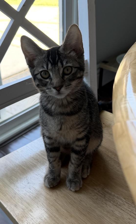 Mocha, a ADOPTABLE Tabby in Oakley, CA image 6/6