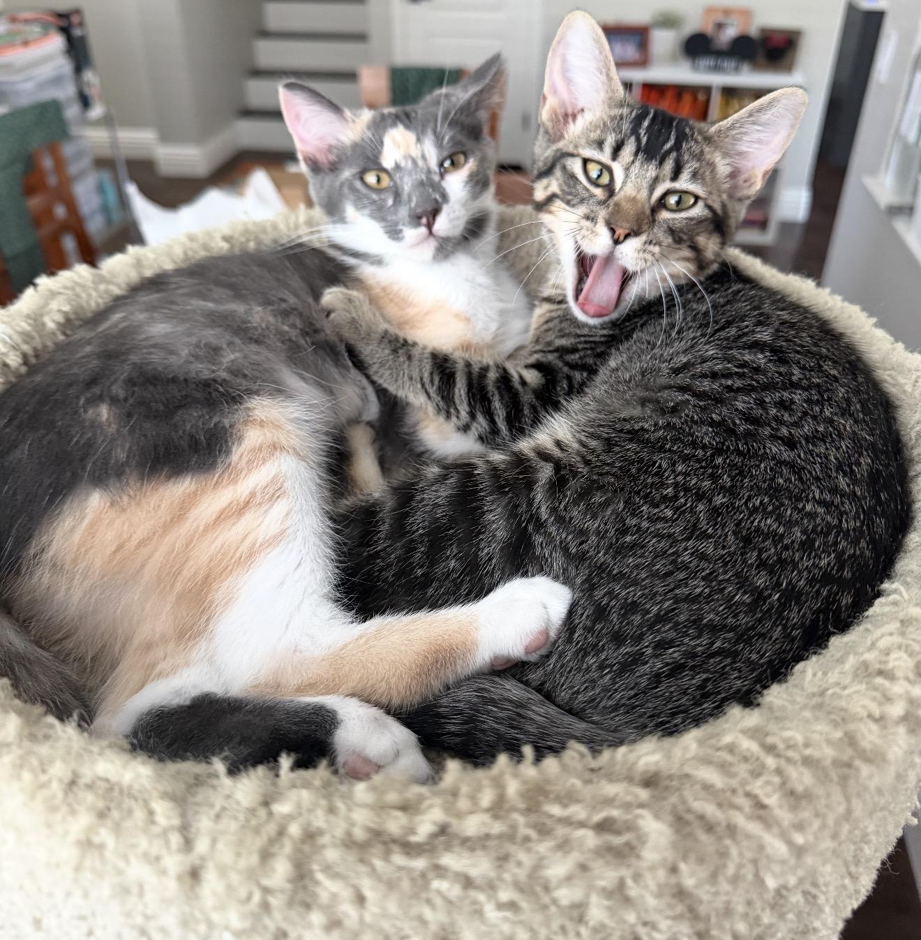 Mocha, a ADOPTABLE Tabby in Oakley, CA image 4/6