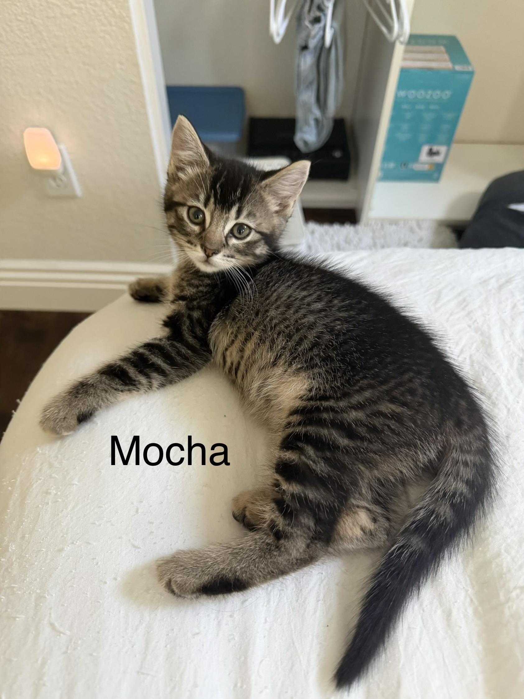Enlarge Mocha, a ADOPTABLE Tabby in Oakley, CA image 1/1