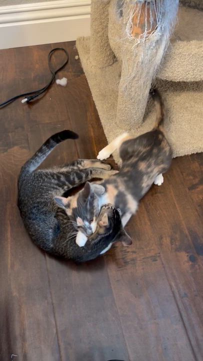 Enlarge Mocha, a ADOPTABLE Tabby in Oakley, CA video 4/4