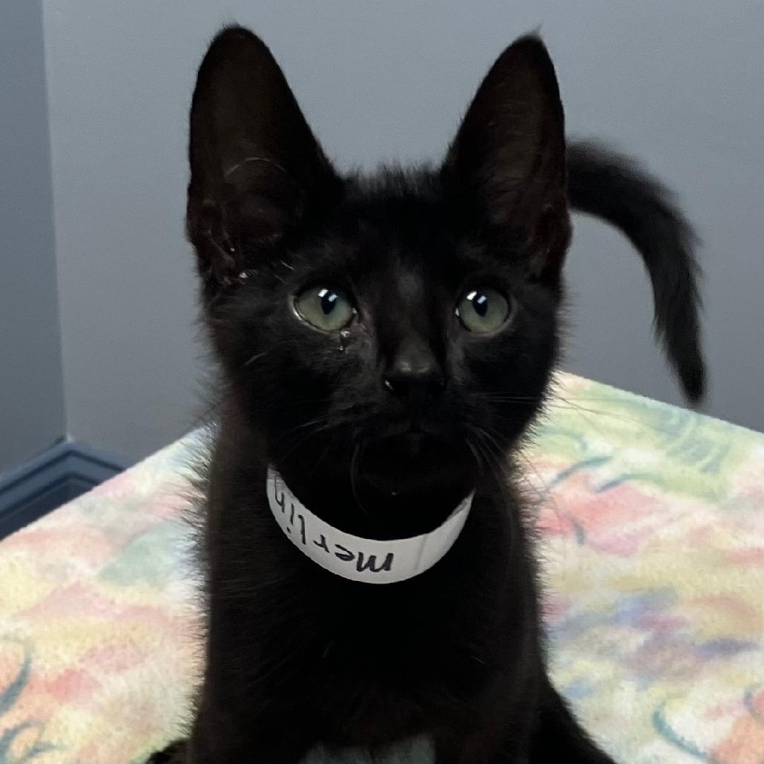 Merlin