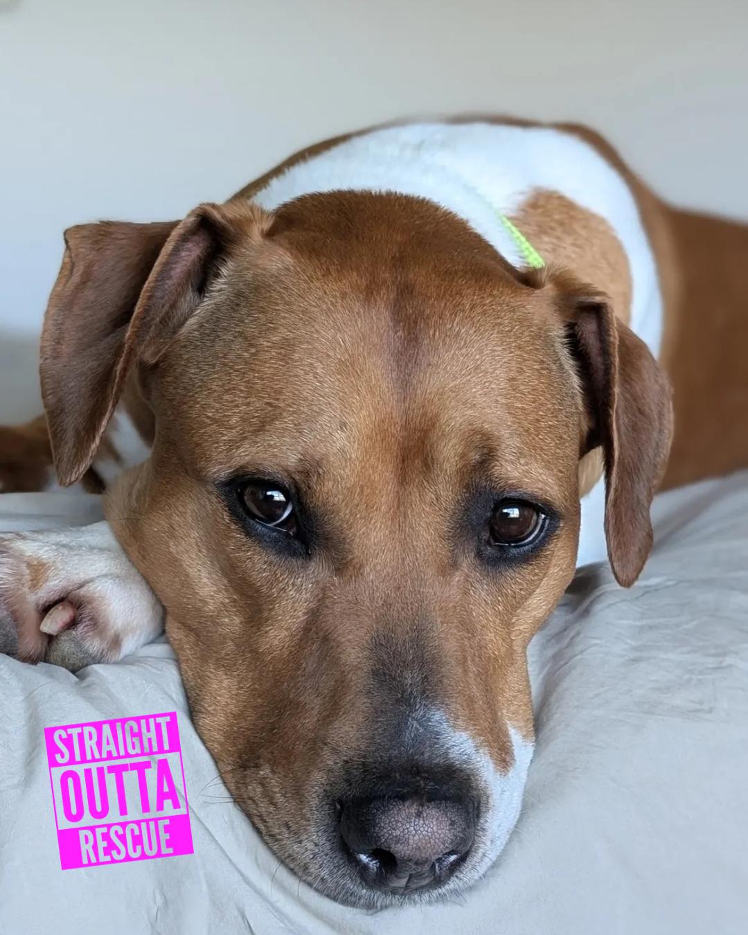 Enlarge Tiny, a ADOPTABLE Pit Bull Terrier in Vancouver, BC image 5/5