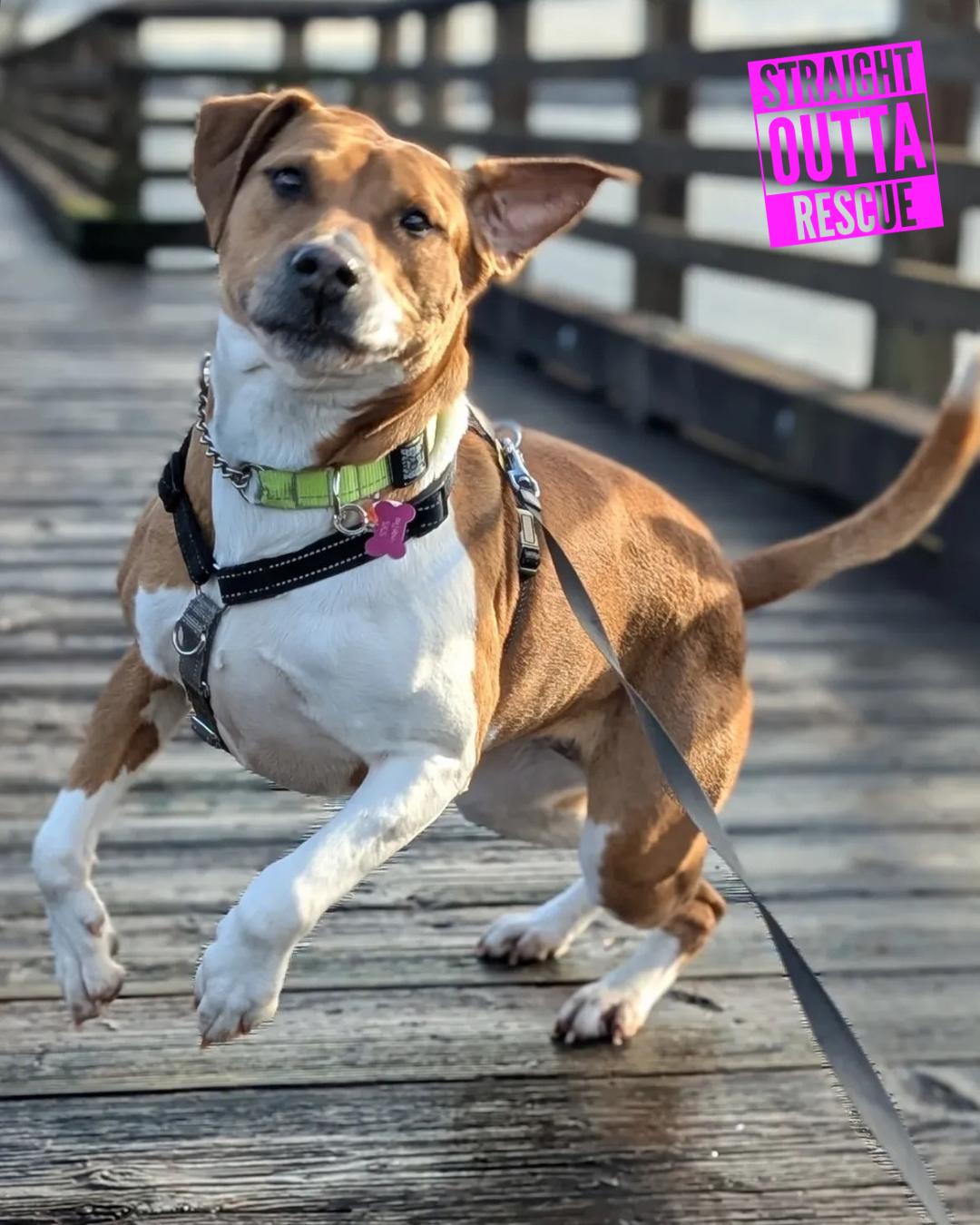 Enlarge Tiny, a ADOPTABLE Pit Bull Terrier in Vancouver, BC image 3/5