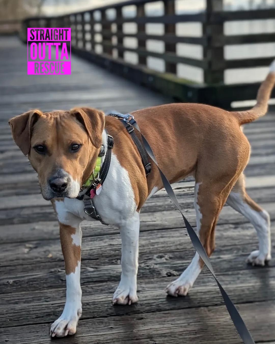 Enlarge Tiny, a ADOPTABLE Pit Bull Terrier in Vancouver, BC image 1/5