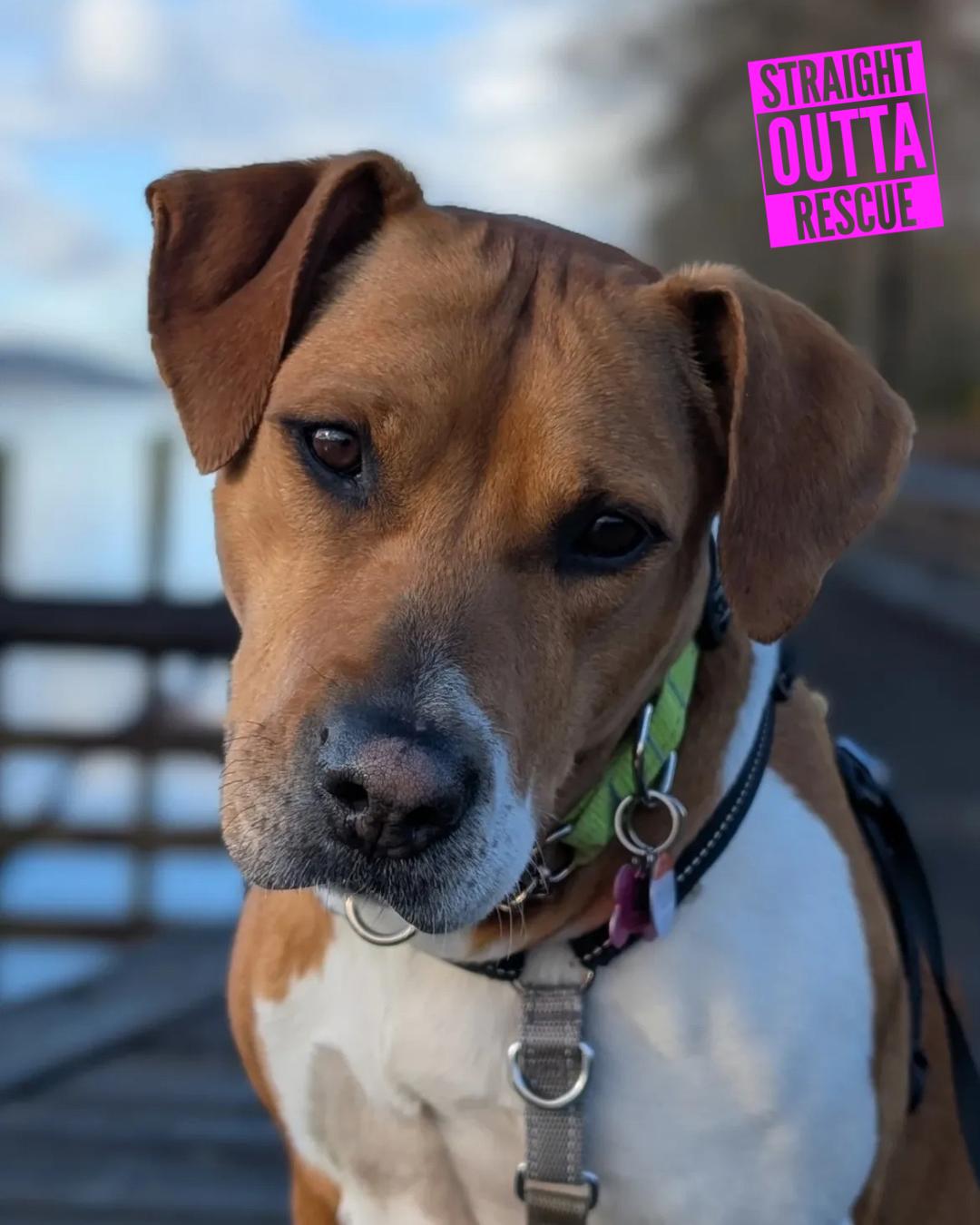 Enlarge Tiny, a ADOPTABLE Pit Bull Terrier in Vancouver, BC image 2/5