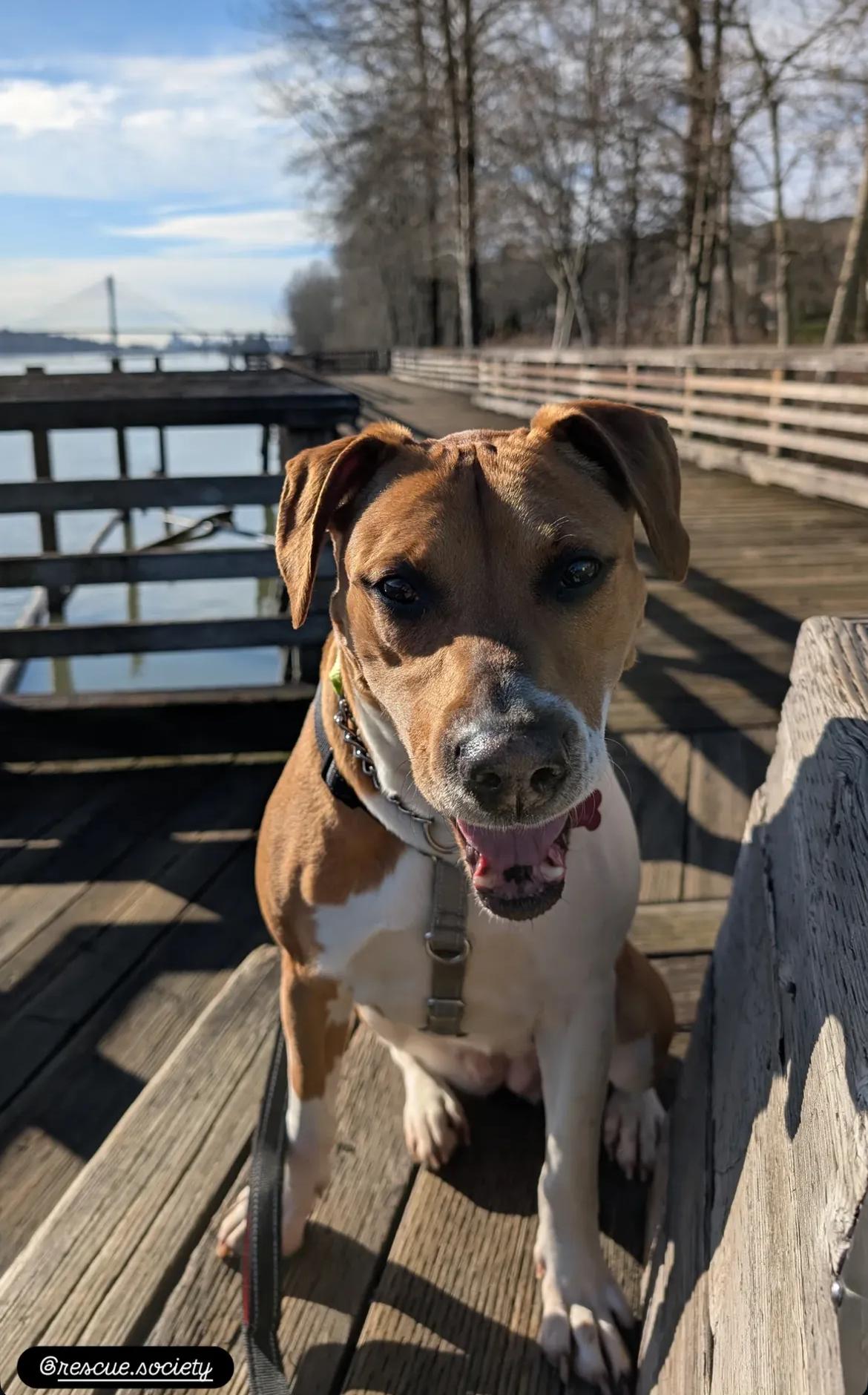 Enlarge Tiny, a ADOPTABLE Pit Bull Terrier in Vancouver, BC image 4/5