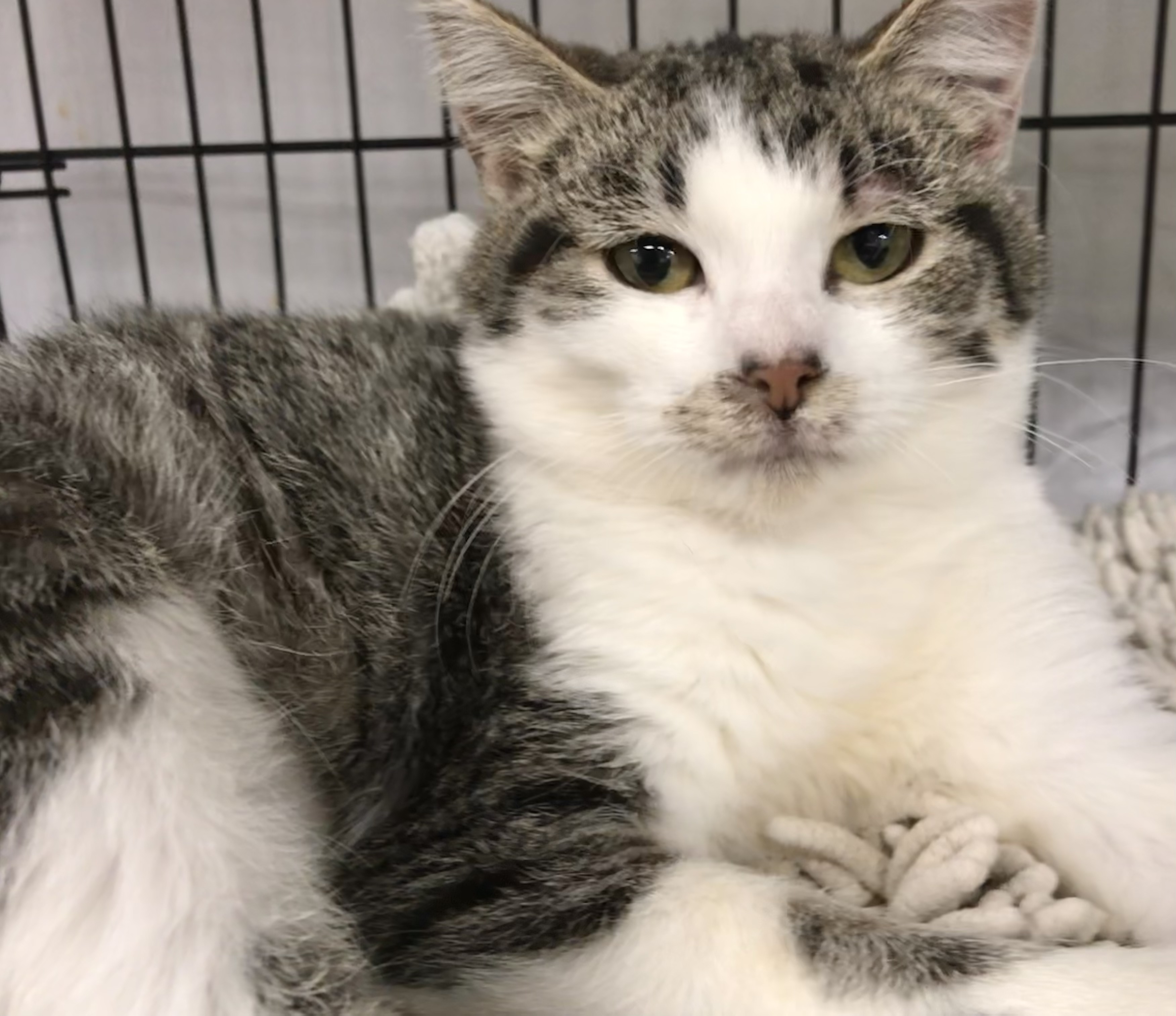 Enlarge Dry Tortuga, a Adoptable mixed breed in El cerrito, CA image 1/6