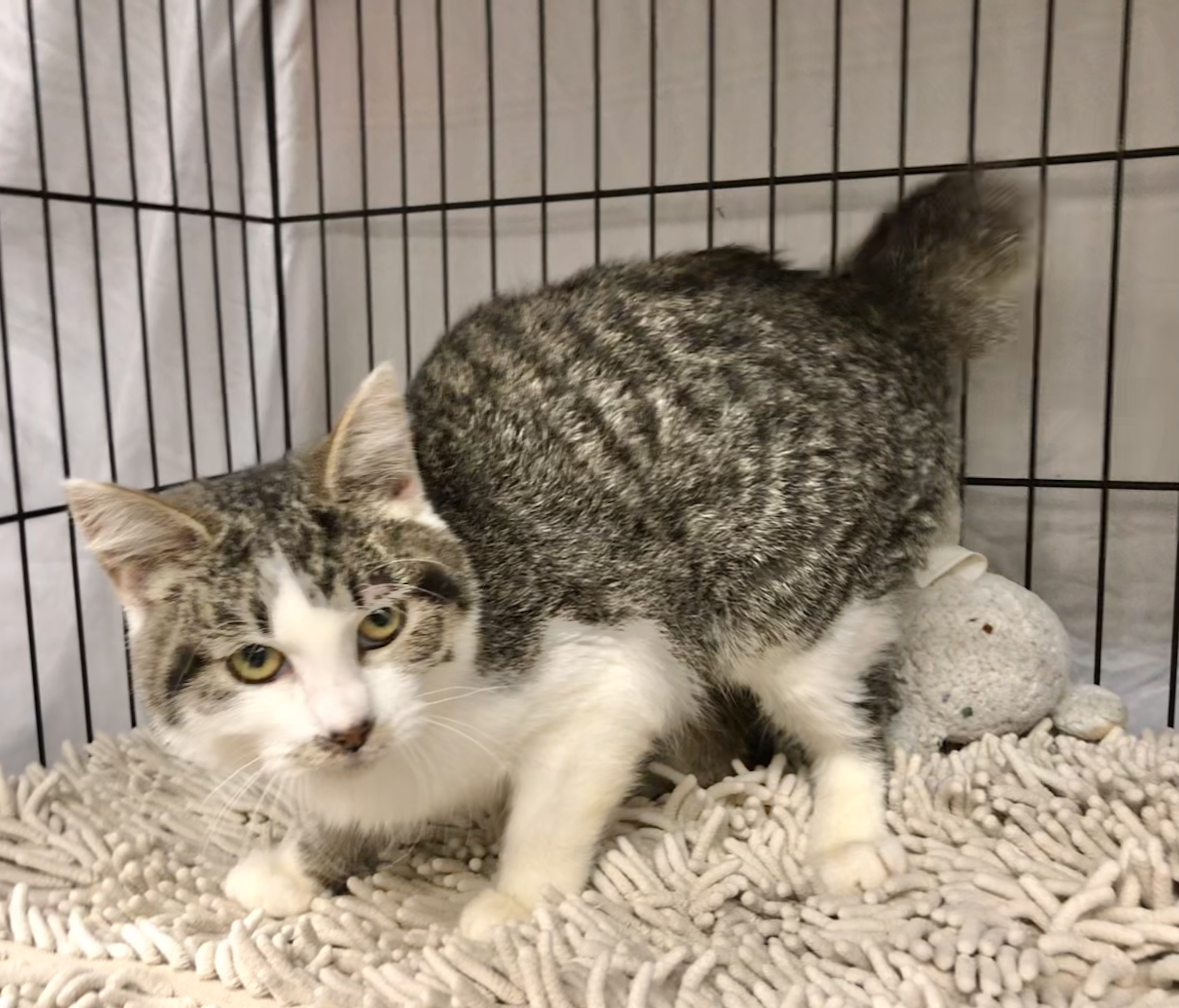 Enlarge Dry Tortuga, a Adoptable mixed breed in El cerrito, CA image 2/6