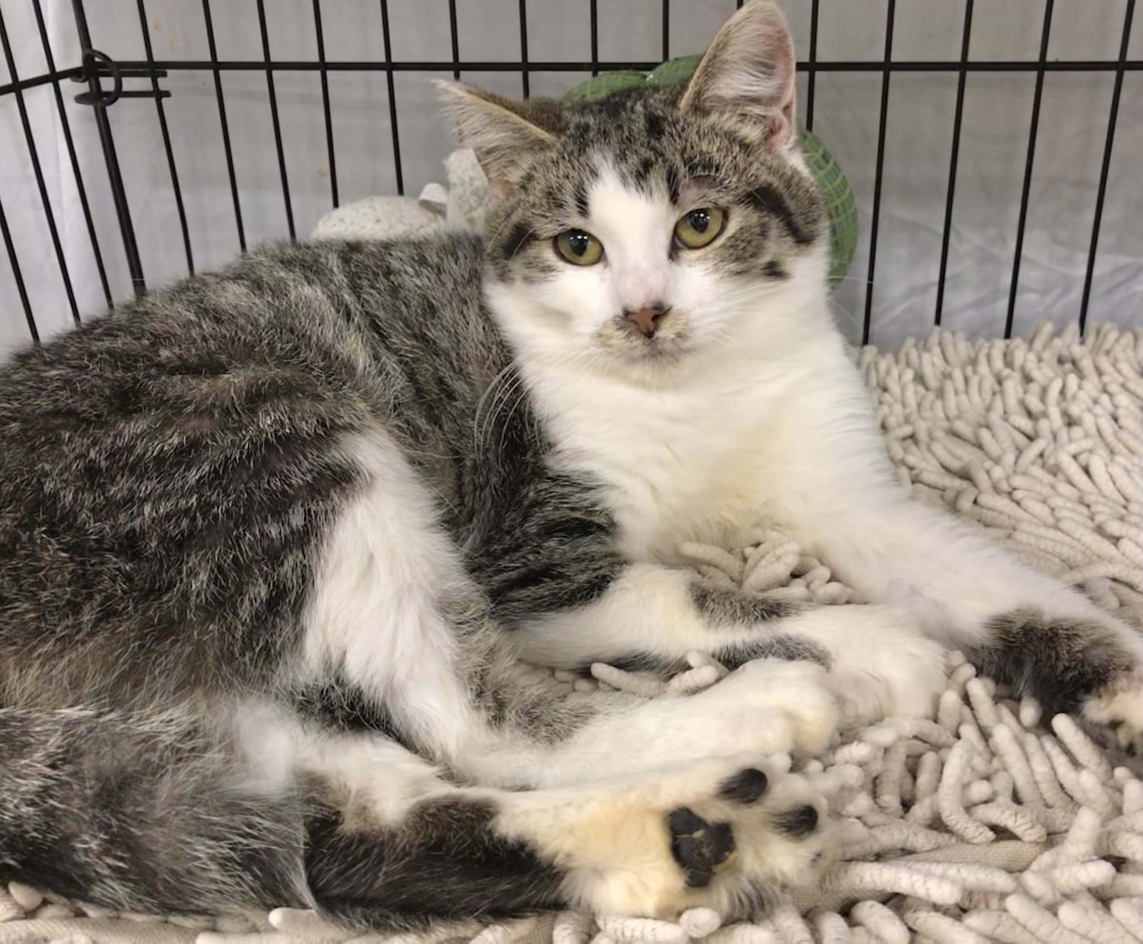 Enlarge Dry Tortuga, a Adoptable mixed breed in El cerrito, CA image 4/6