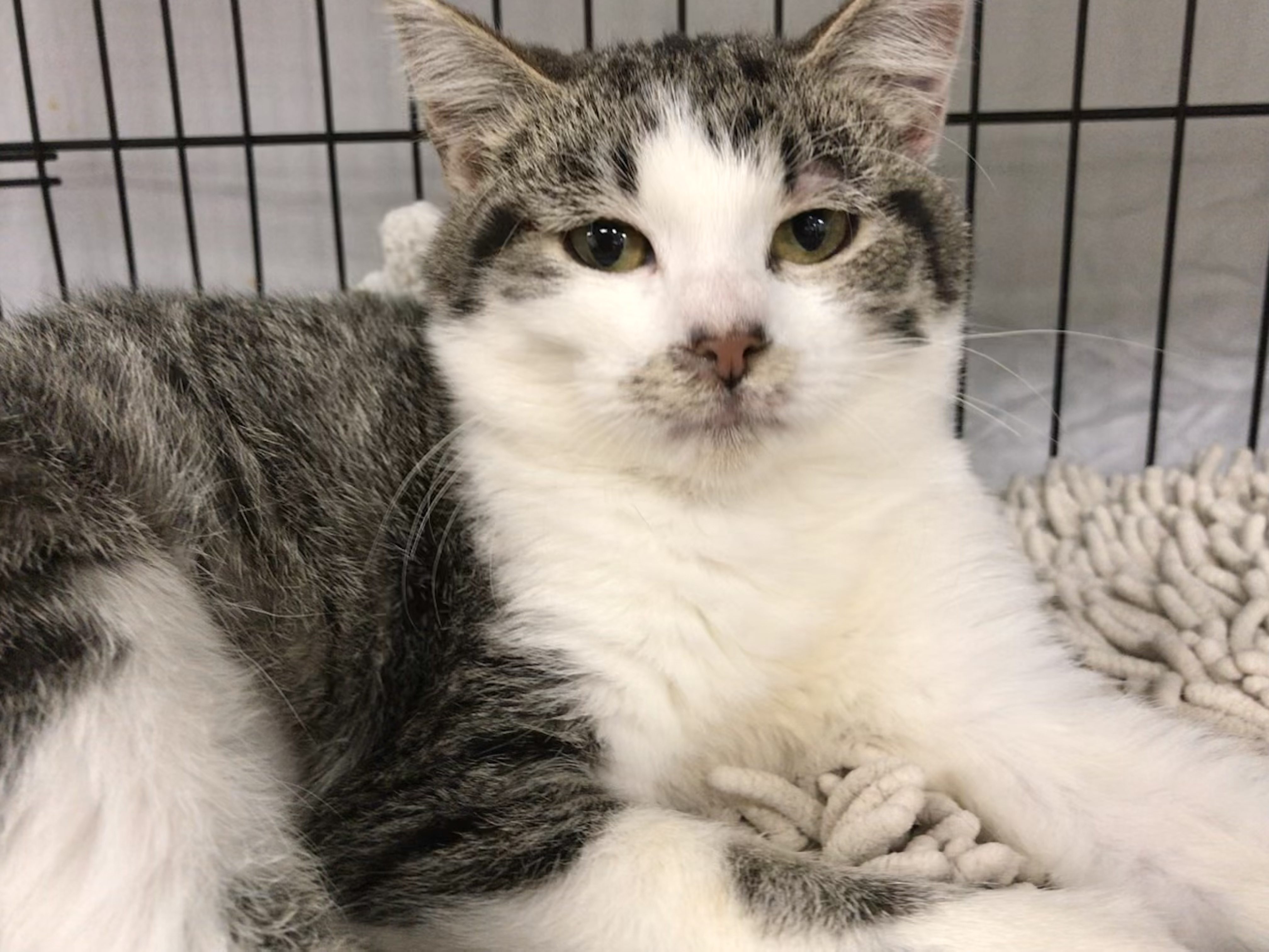 Enlarge Dry Tortuga, a Adoptable mixed breed in El cerrito, CA image 5/6