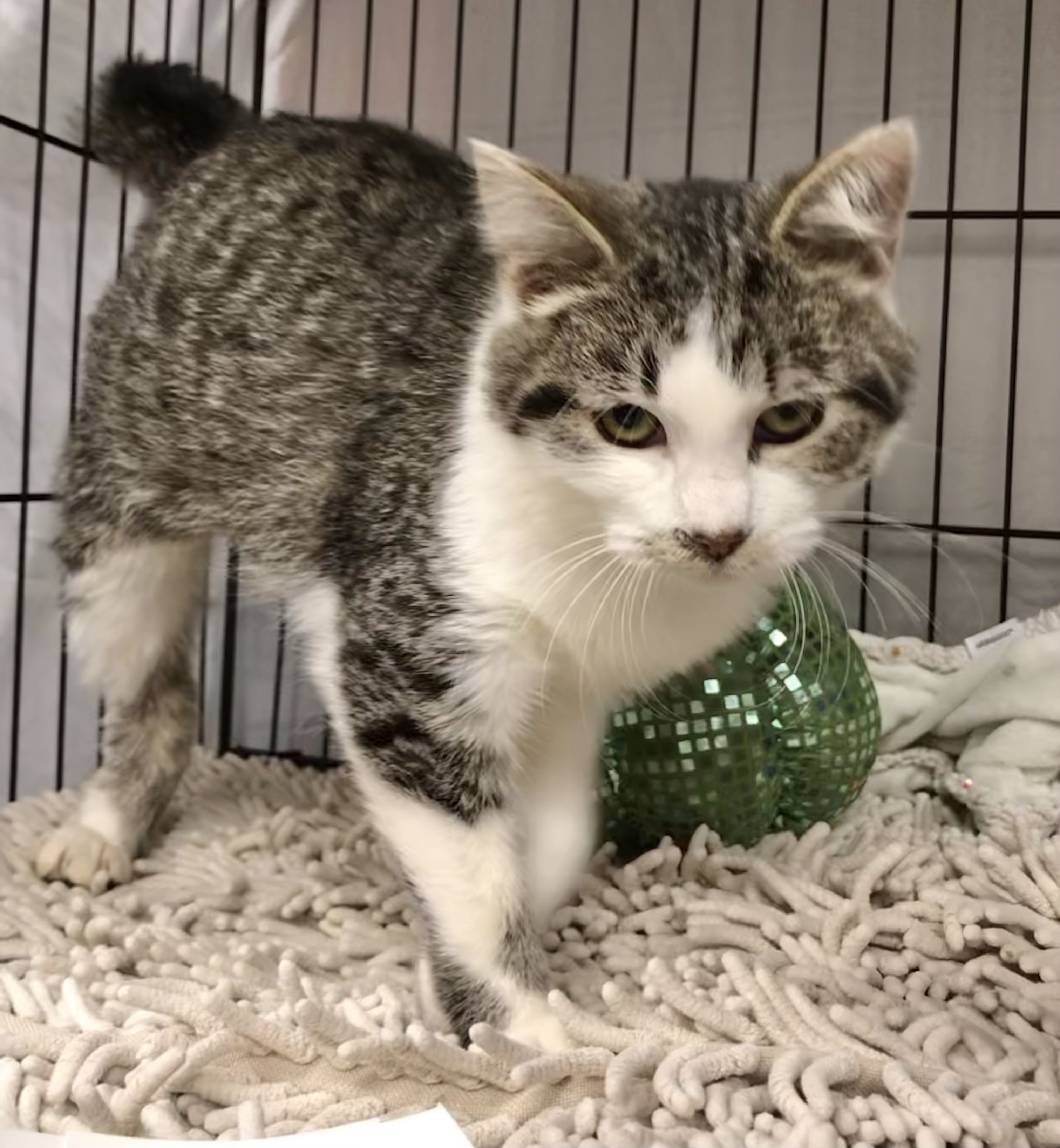 Enlarge Dry Tortuga, a Adoptable mixed breed in El cerrito, CA image 6/6