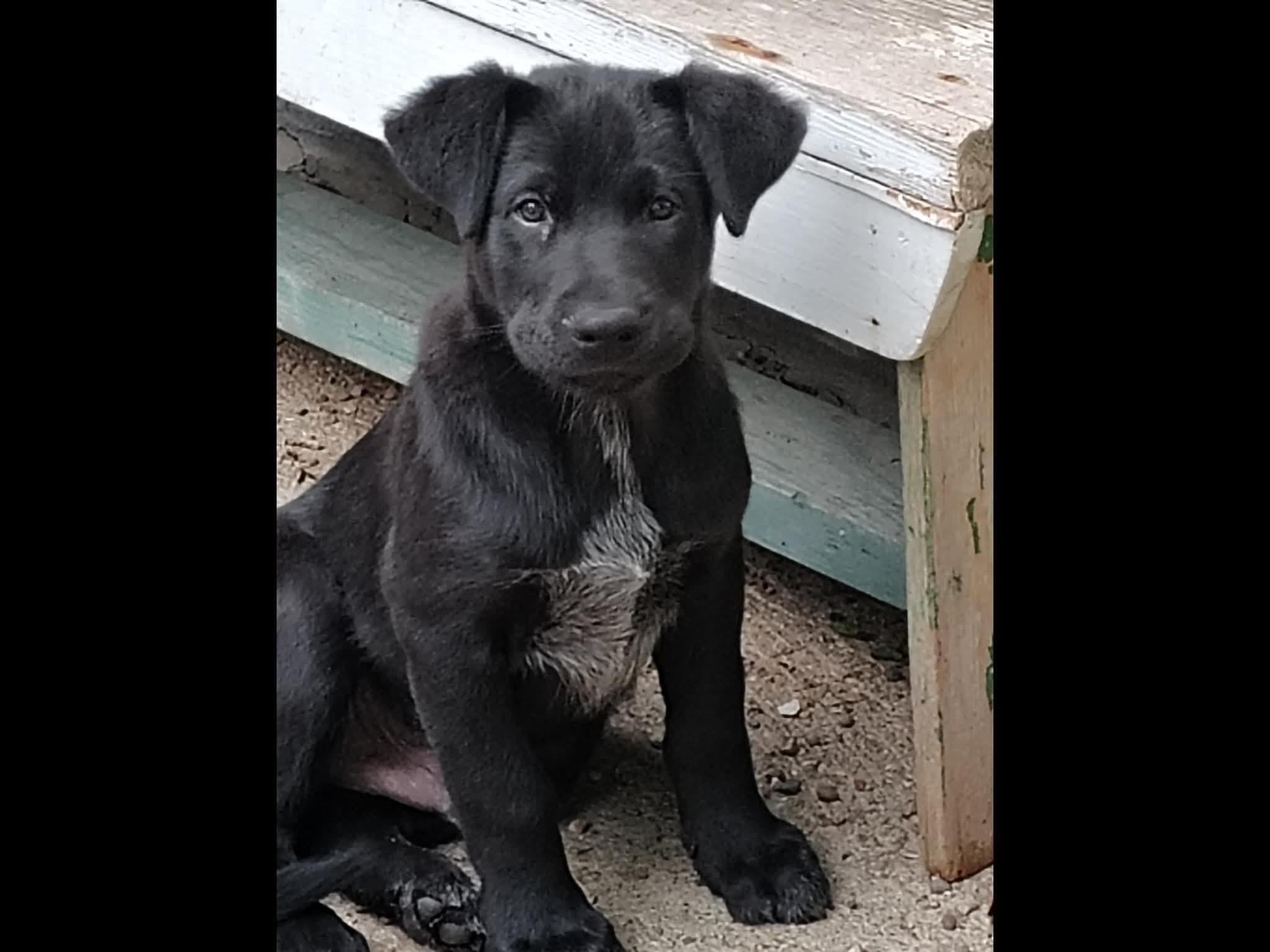 Enlarge Rook, an adopted mixed breed in Sioux City, IA image 2/4