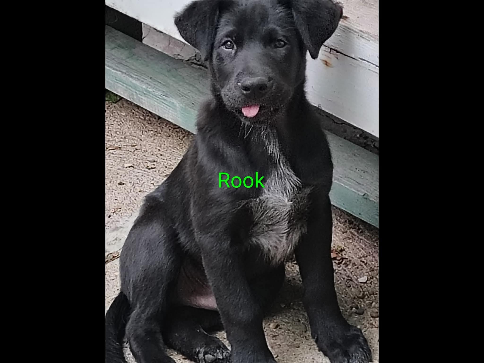 Enlarge Rook, an adopted mixed breed in Sioux City, IA image 3/4