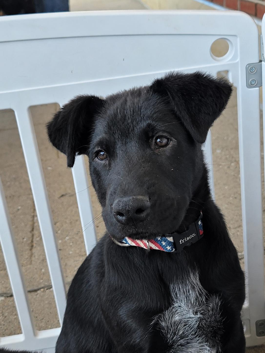 Enlarge Rook, an adopted mixed breed in Sioux City, IA image 1/4