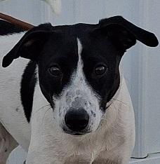 Enlarge Ringo, a ADOPTABLE mixed breed in Creston, IA image 1/1