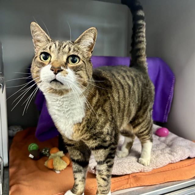 MITTENS, Adoptable, Adult Male Domestic Short Hair.