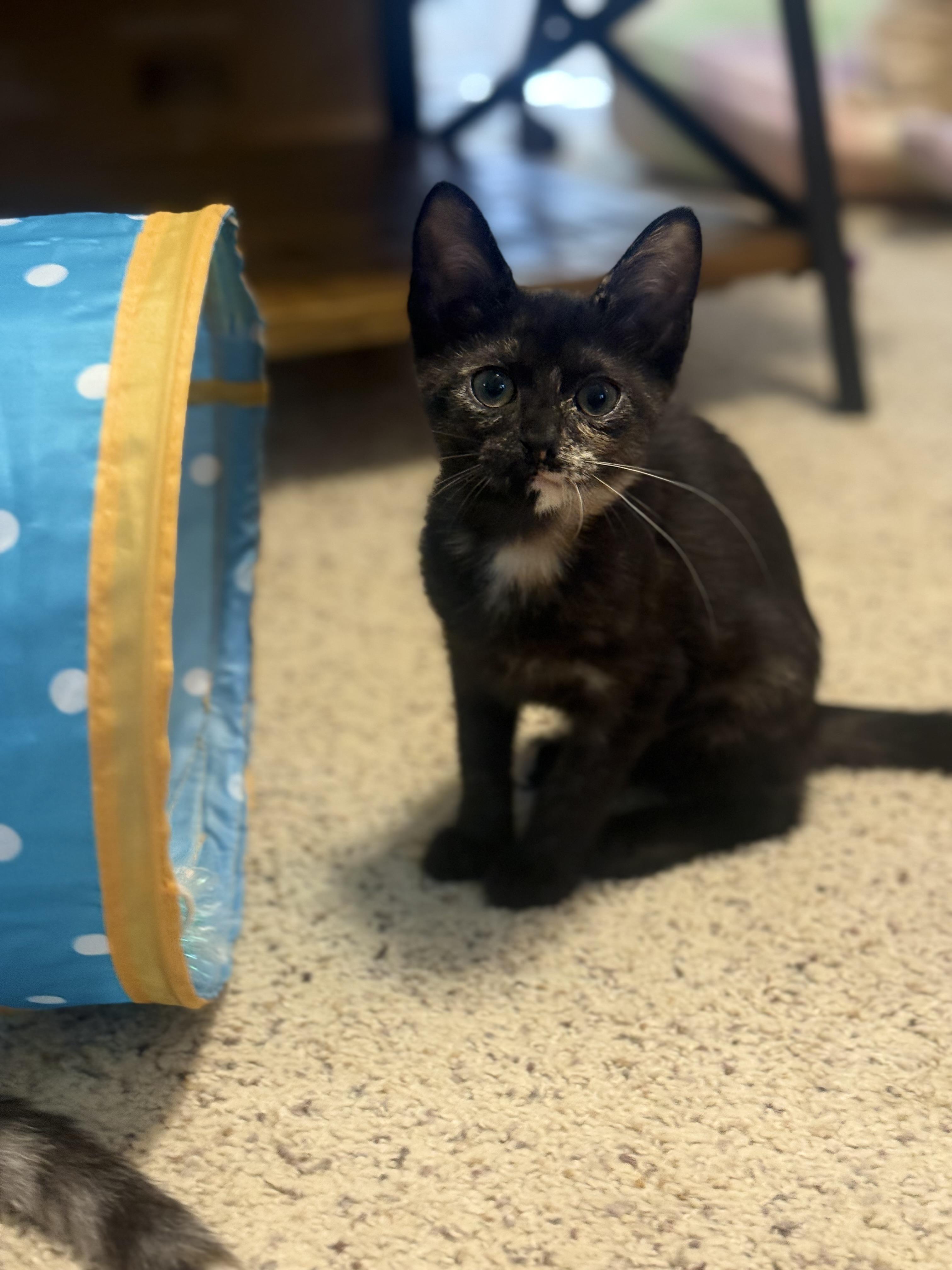 Louise, ADOPTABLE, Kitten Female Domestic Short Hair.