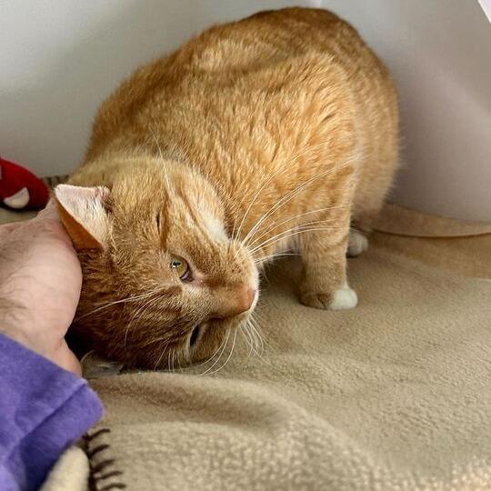 Johnel, Adoptable, Adult Male Domestic Short Hair.