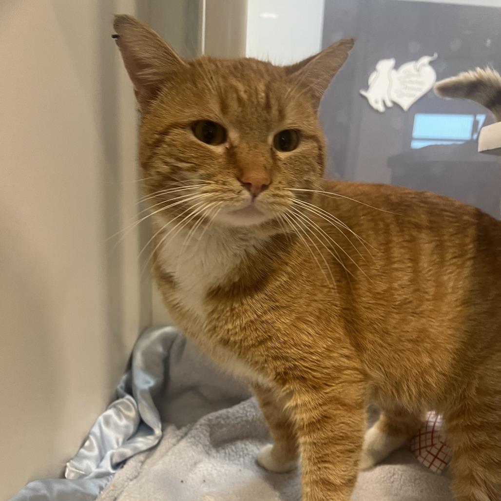 Johnel, Adoptable, Adult Male Domestic Short Hair.